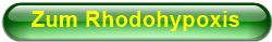 Zum Rhodohypoxis